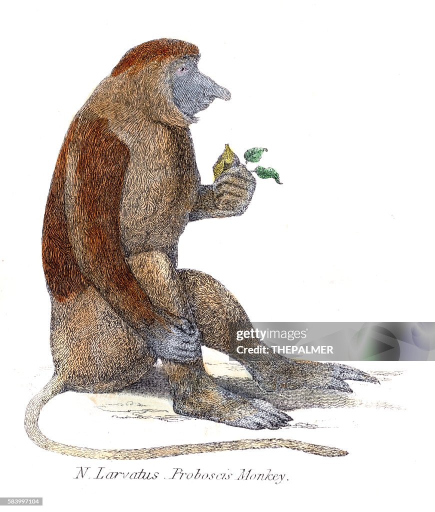 Proboscis monkey illustration 1803