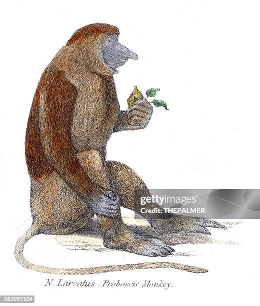 proboscis monkey illustration 1803 - proboscis monkey stock illustrations