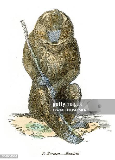 Mandril Vector Mandrill Illustration 1803 High-Res Vector Graphic - Getty Images