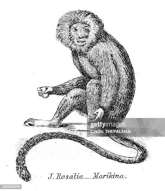 stockillustraties, clipart, cartoons en iconen met silky monkey illustration 1803 - gorilla drawings