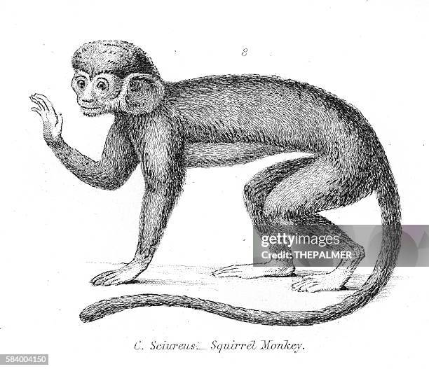 stockillustraties, clipart, cartoons en iconen met squirrel monkey illustration 1803 - doodshoofdaapje