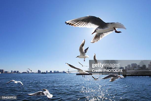 seagulls flying around harbour, chuo-ku, tokyo, japan - a flock of seagulls stock pictures, royalty-free photos & images