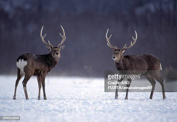 male hokkaido sika deer in snowy field, kushiro, hokkaido, japan - sikahert stockfoto's en -beelden