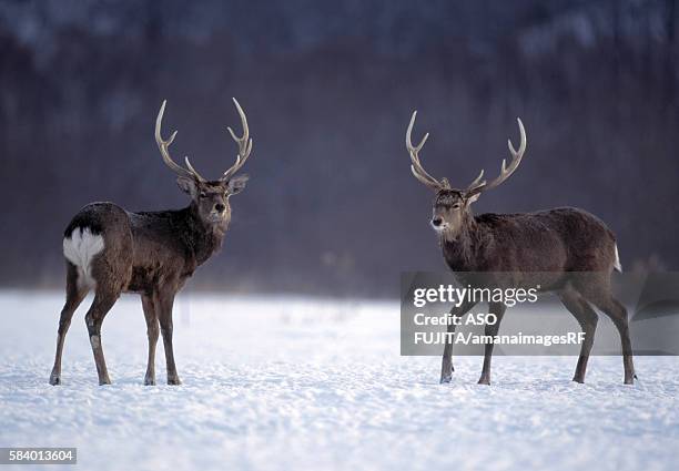 male hokkaido sika deer in snowy field, kushiro, hokkaido, japan - sika deer stock pictures, royalty-free photos & images