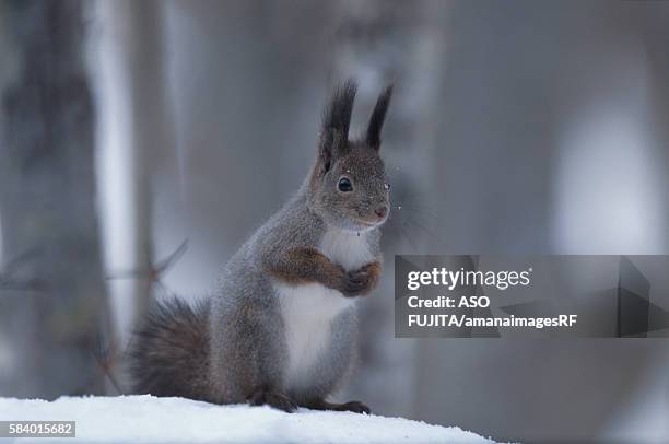 red squirrel. hokkaido prefecture, japan - ezo squirrel stock pictures, royalty-free photos & images