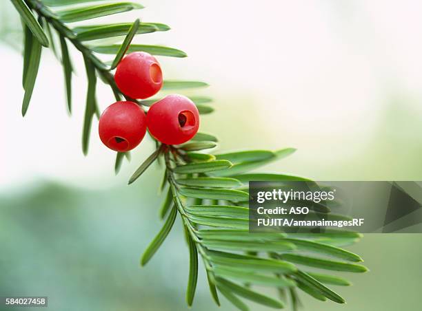 red berries on yew tree. tomakomai, hokkaido, japan - yew needles stock pictures, royalty-free photos & images