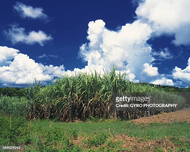 sugarcane field in nago, okinawa prefecture, japan - sugar cane field stock pictures, royalty-free photos & images
