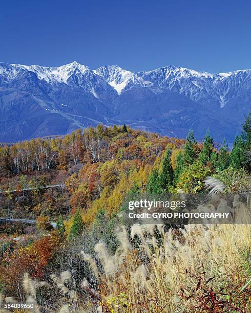 mountain range and autumn foliage, hakuma miyama, nagano prefecture, japan - hakuba fotografías e imágenes de stock