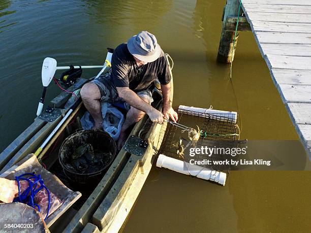 crabbing in maryland - maryland blue crab stockfoto's en -beelden