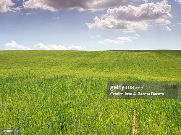 field of green wheat in growth with a luminous blue sky with clouds - low angle view of wheat growing on field against sky fotografías e imágenes de stock