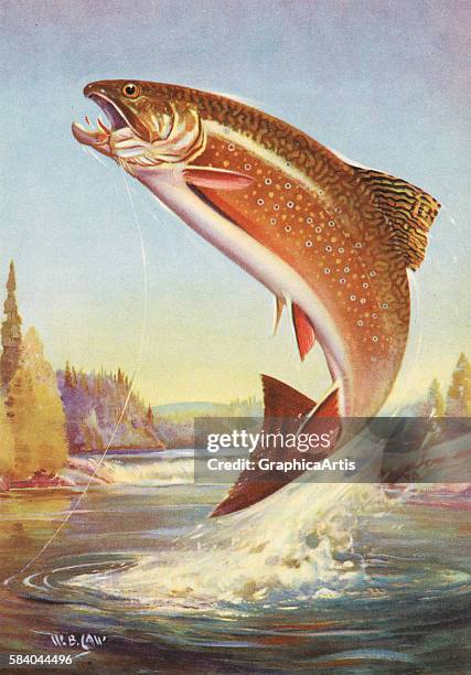 Illustration of a leaping eastern brook trout on the line of a fly fisherman , 1950. Lithograph.