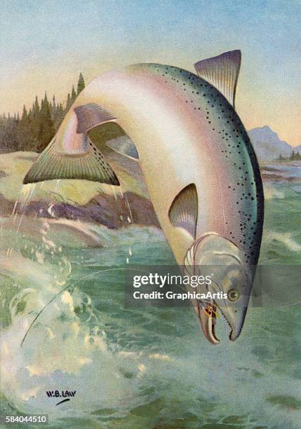 Illustration of a leaping coho salmon on the line of a fly fisherman , 1950. Lithograph.