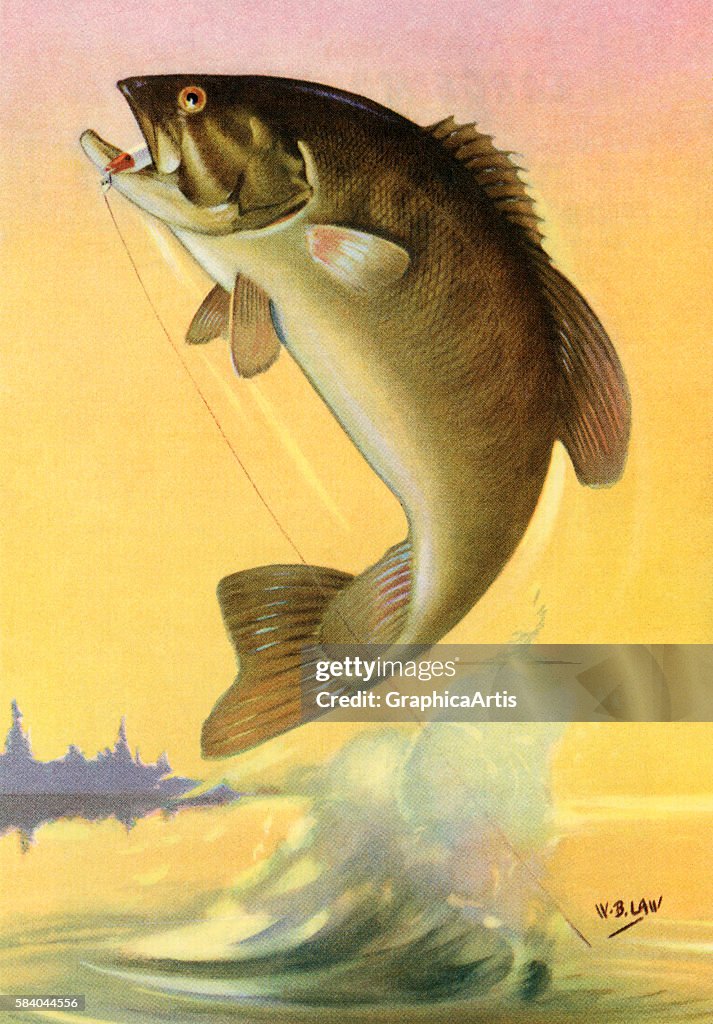 Leaping Smallmouth Bass