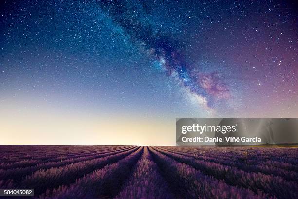 lavander field - evening sky bildbanksfoton och bilder