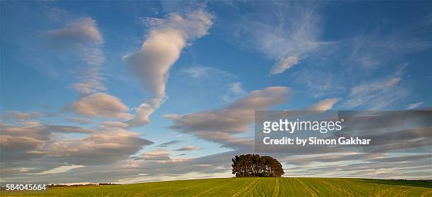 countryside landscape at sunset in england - slyskog bildbanksfoton och bilder