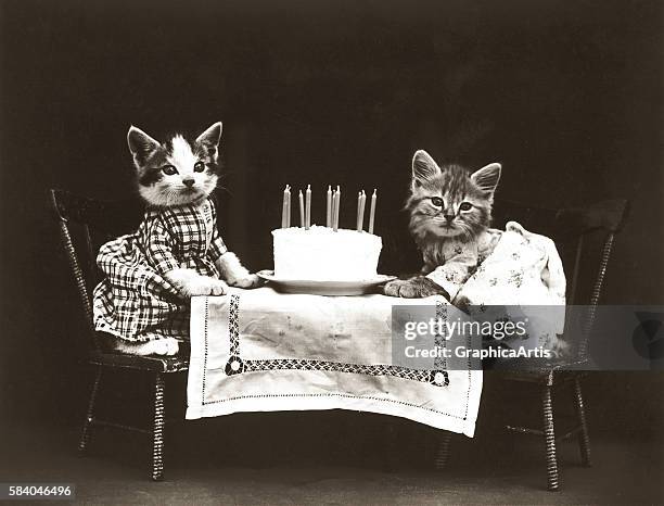 Kitties at a birthday party with a cake , from a series of dressed kittens in various human situations, circa 1914. Silver print.