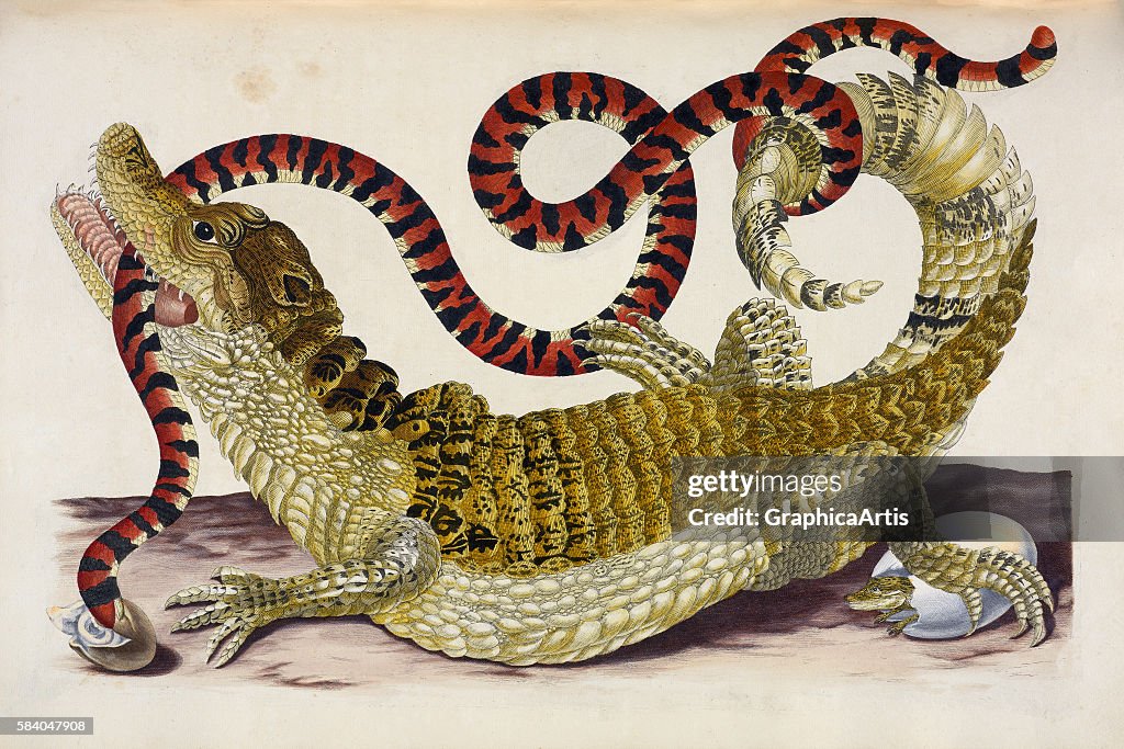 Surinam Caiman By Merian