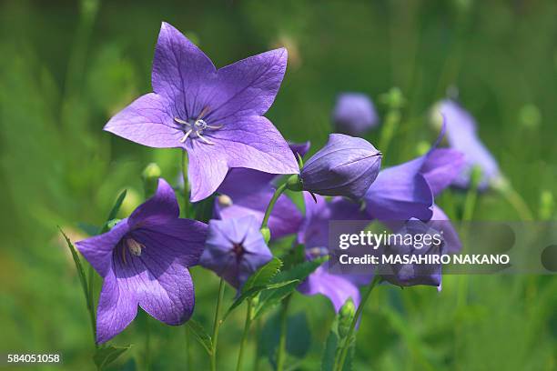シルクスクリーン chinese bellflower 25/75 734 Chinese Bellflower Stock Photos, High-Res Pictures, and Images