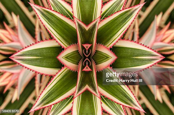 close-up of variegated leaves of an ornamental pineapple bromeliad plant, mandalagraph - symmetry stock pictures, royalty-free photos & images