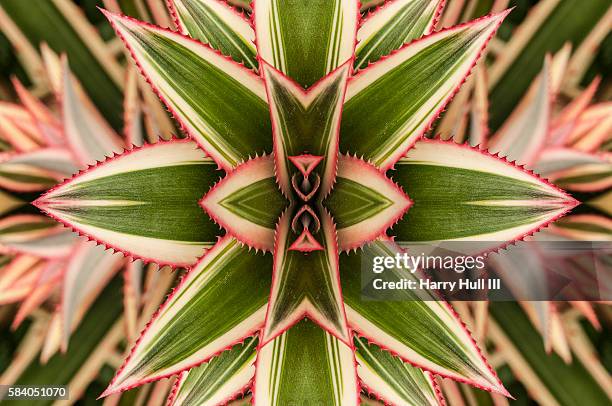 close-up of variegated leaves of an ornamental pineapple bromeliad plant, mandalagraph - bromeliad stock pictures, royalty-free photos & images