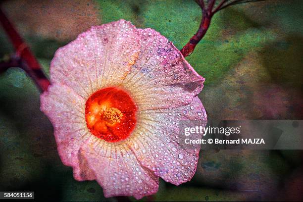 textured flower (pink) - rose fleur stock pictures, royalty-free photos & images