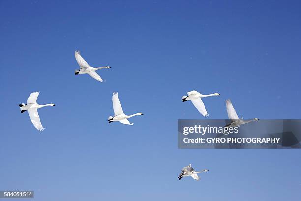 swans flying against a clear blue sky - 東北地方 ストックフォトと画像
