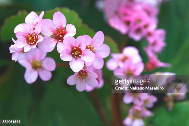 pink geraniums, bunkyo ward, tokyo, japan - nakano ward stock-fotos und bilder