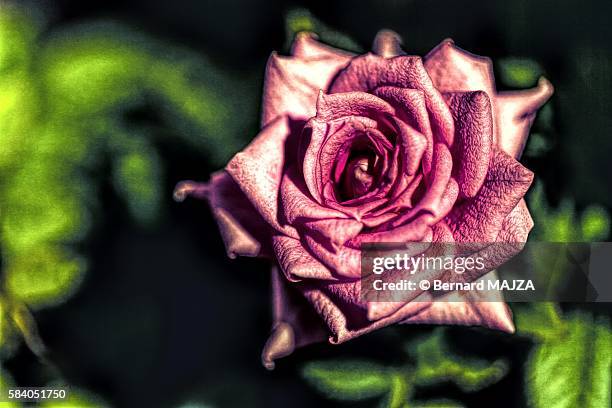 textured flower (rose) - rose fleur bildbanksfoton och bilder