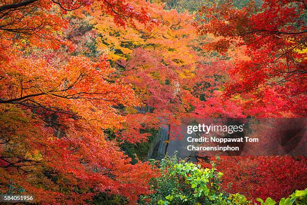 fall foliage in kyoto, japan - 紅葉 ストックフォトと画像