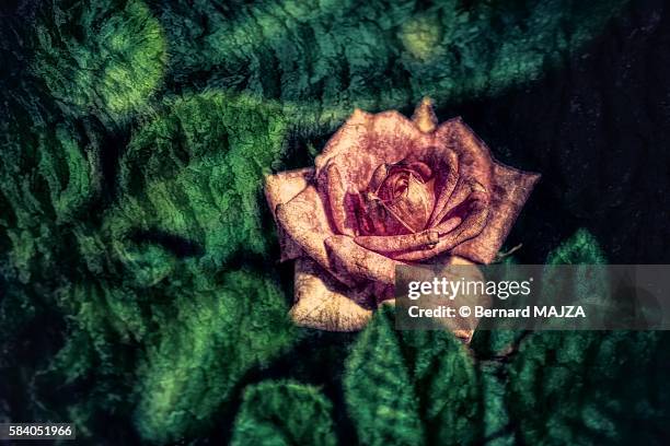 textured flower (rose) - rose fleur stock-fotos und bilder