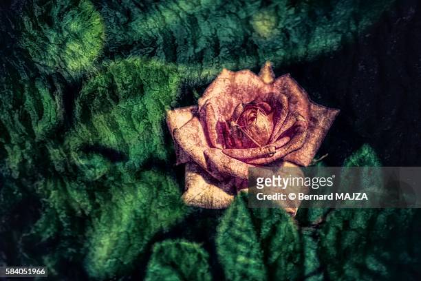 textured flower (rose) - rose fleur stock pictures, royalty-free photos & images