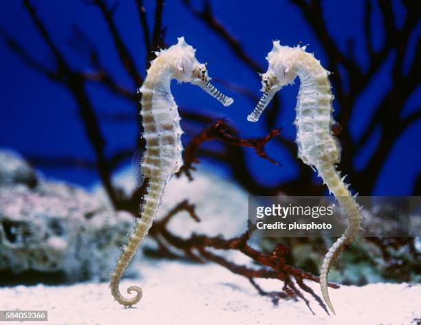 sea horses face to face - plusphoto stock pictures, royalty-free photos & images
