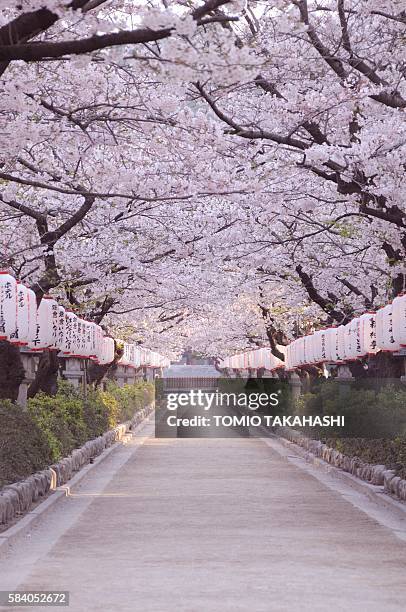 cherry blossom trees - kamakura stock pictures, royalty-free photos & images