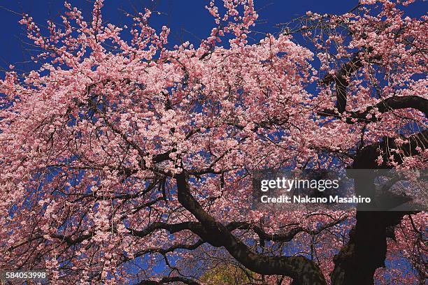 large flowering cherry tree. shinjuku ward, tokyo prefecture, japan - nakano ward stock-fotos und bilder