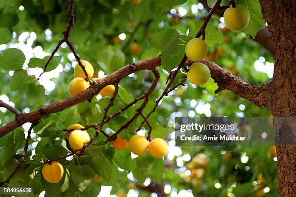 apricot tree - apricot tree stock pictures, royalty-free photos & images