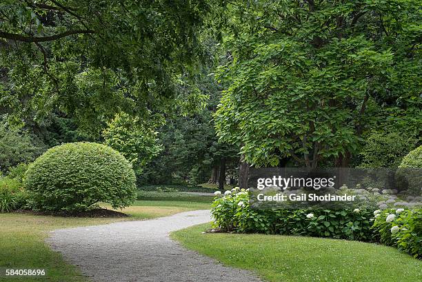 path through the greenery - cespuglio foto e immagini stock