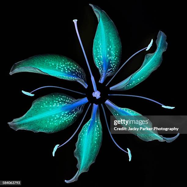 lily flower deconstructed - stiga stock pictures, royalty-free photos & images