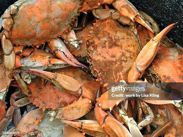 steamed maryland blue crabs - stevensville fotografías e imágenes de stock