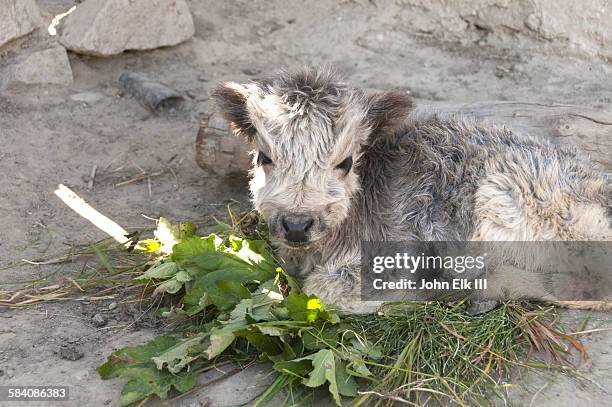 baby calf - mustang stock pictures, royalty-free photos & images