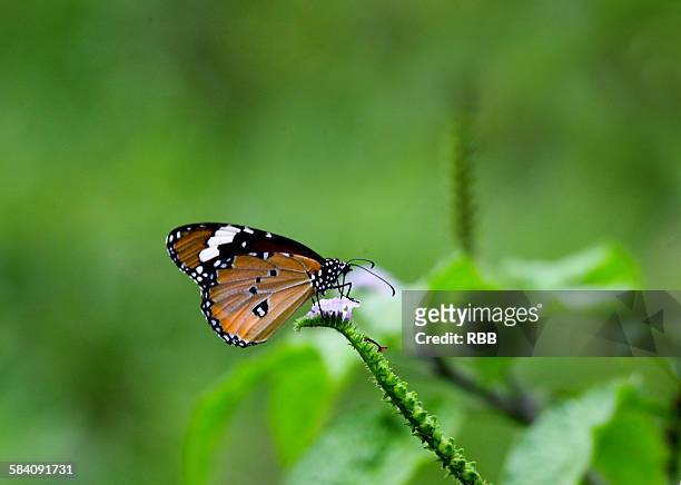 hecale - longwing butterfly - butterfly maharashtra stock pictures, royalty-free photos & images