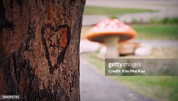 Tree Intital Initials Carved Into Tree Photos and Premium High Res Pictures - Getty ...