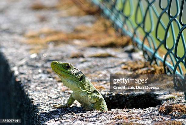 lizard sunbathing - lagarto de collar fotografías e imágenes de stock