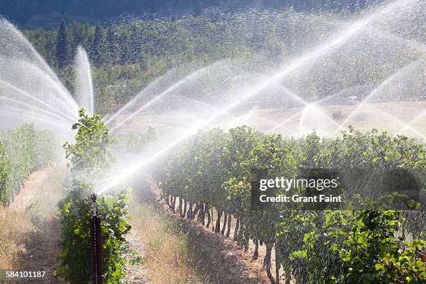 vineyard irrigation - okanagan vineyard stockfoto's en -beelden