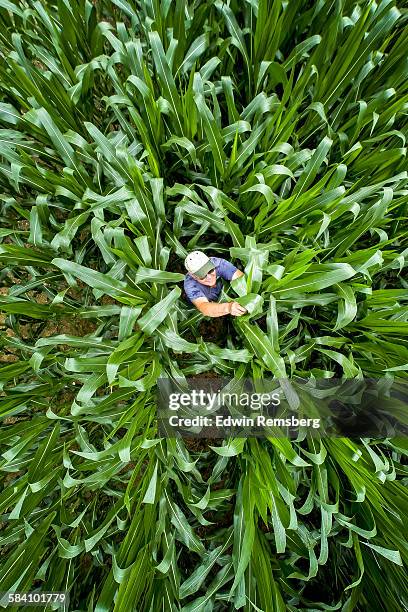 in the corn field - aerial view farm stock pictures, royalty-free photos & images