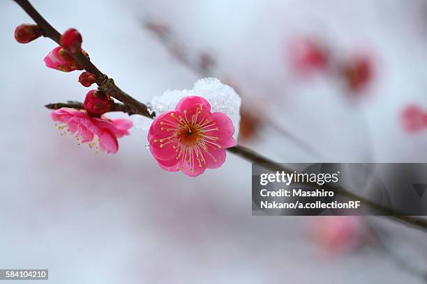 red plum blossom in snow - prunus mume stockfoto's en -beelden