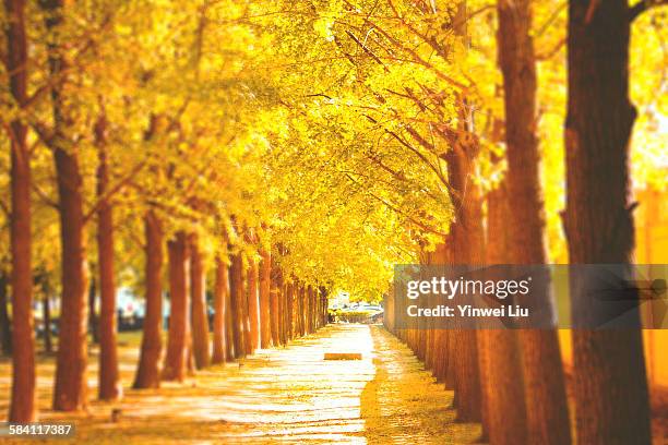 ginkgo avenue - ginkgo tree - fotografias e filmes do acervo