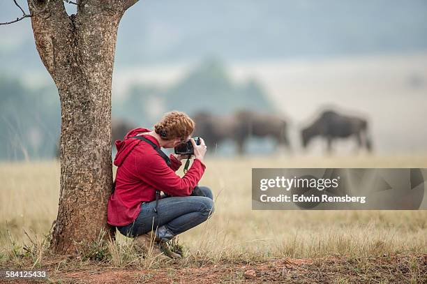 photographer watching wildebeest - photographing wildlife stock pictures, royalty-free photos & images