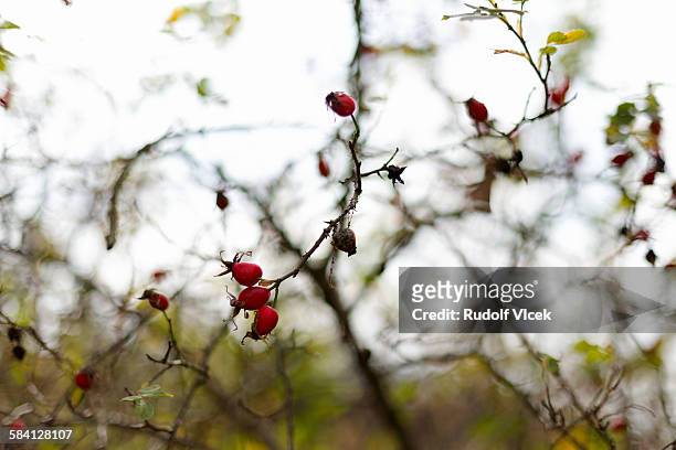 sweet briar rose buds - rosa eglanteria stock pictures, royalty-free photos & images