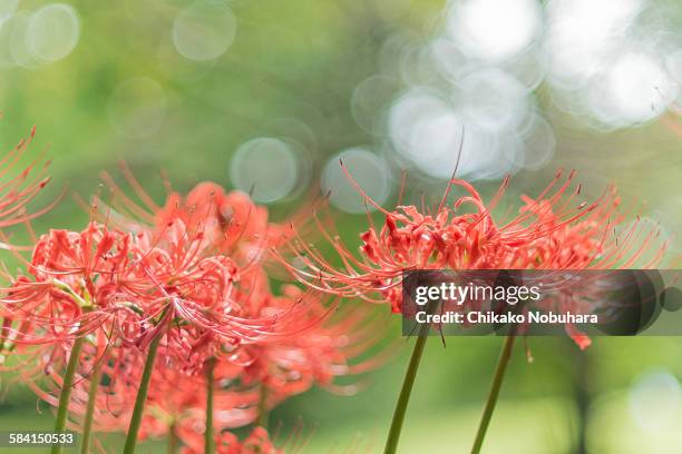 red spider lilies - kinuta park stockfoto's en -beelden