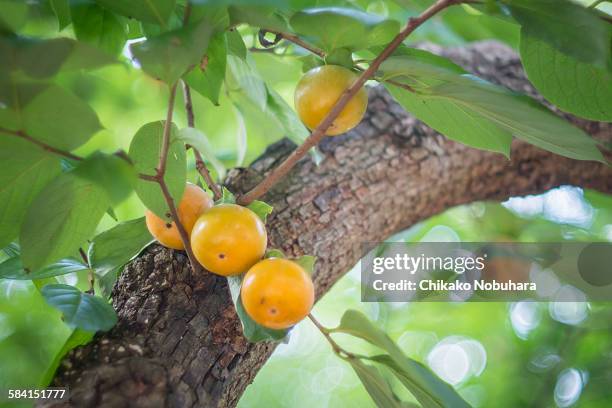 persimmon - kinuta park stockfoto's en -beelden